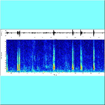 Nemadorus elongatus_spectrogram.png